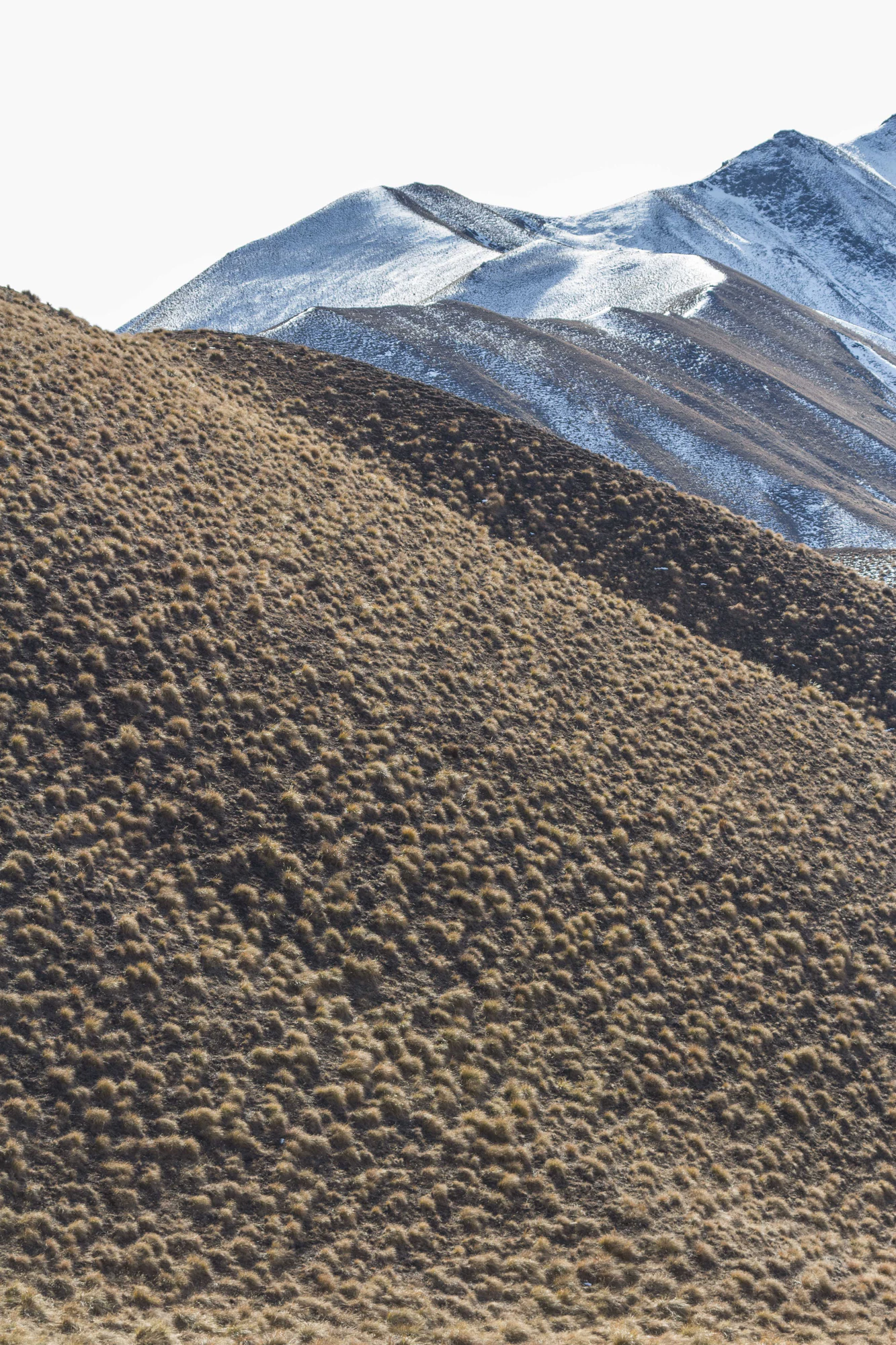 bald brown hills 148 — Скачать