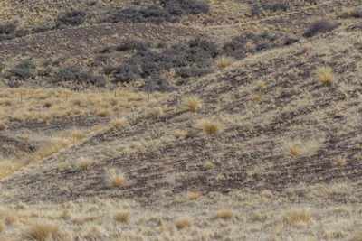 bald brown hills 152 — Скачать