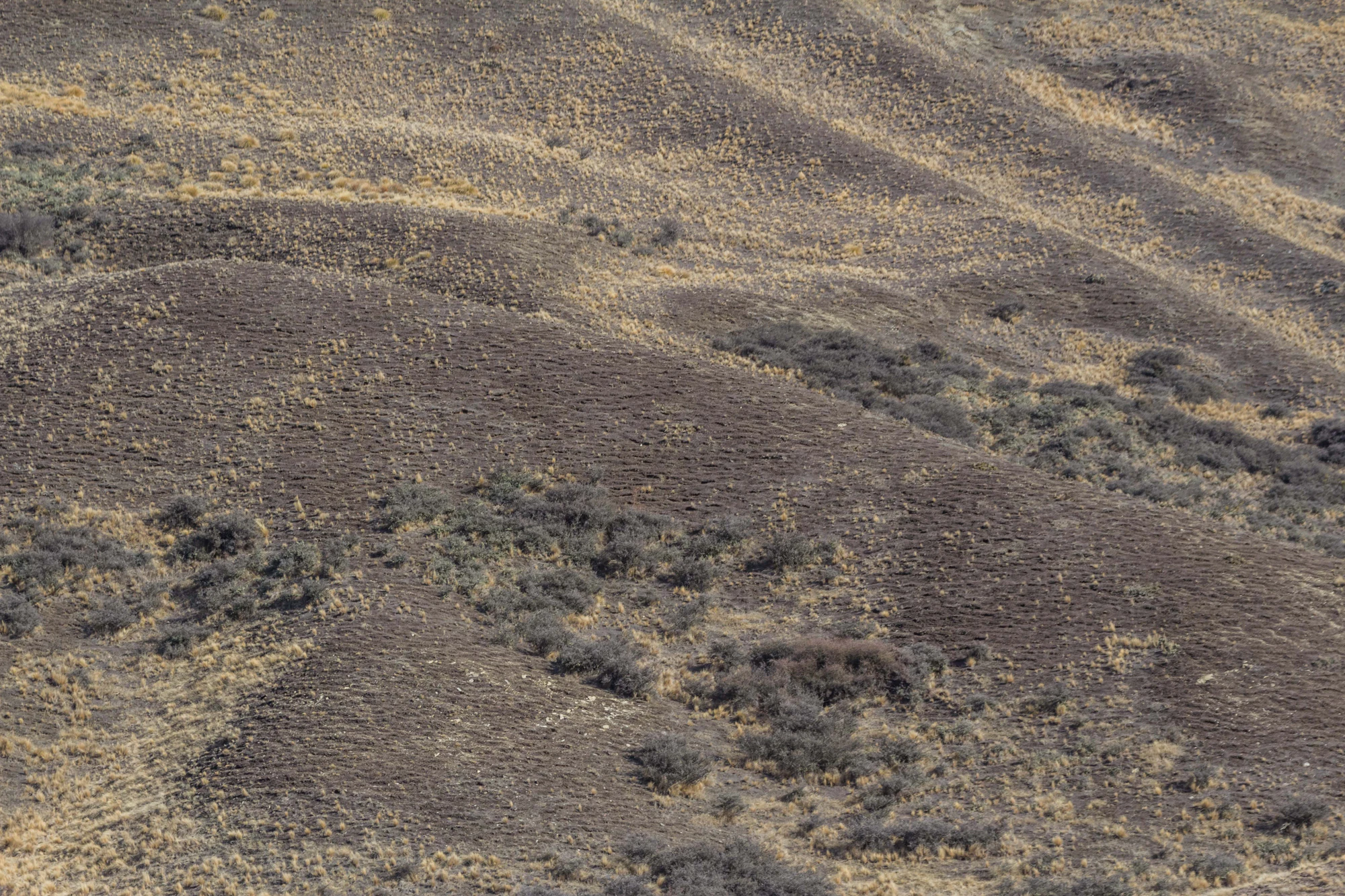 bald brown hills 153 — Скачать