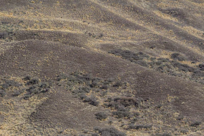 bald brown hills 153 — Скачать