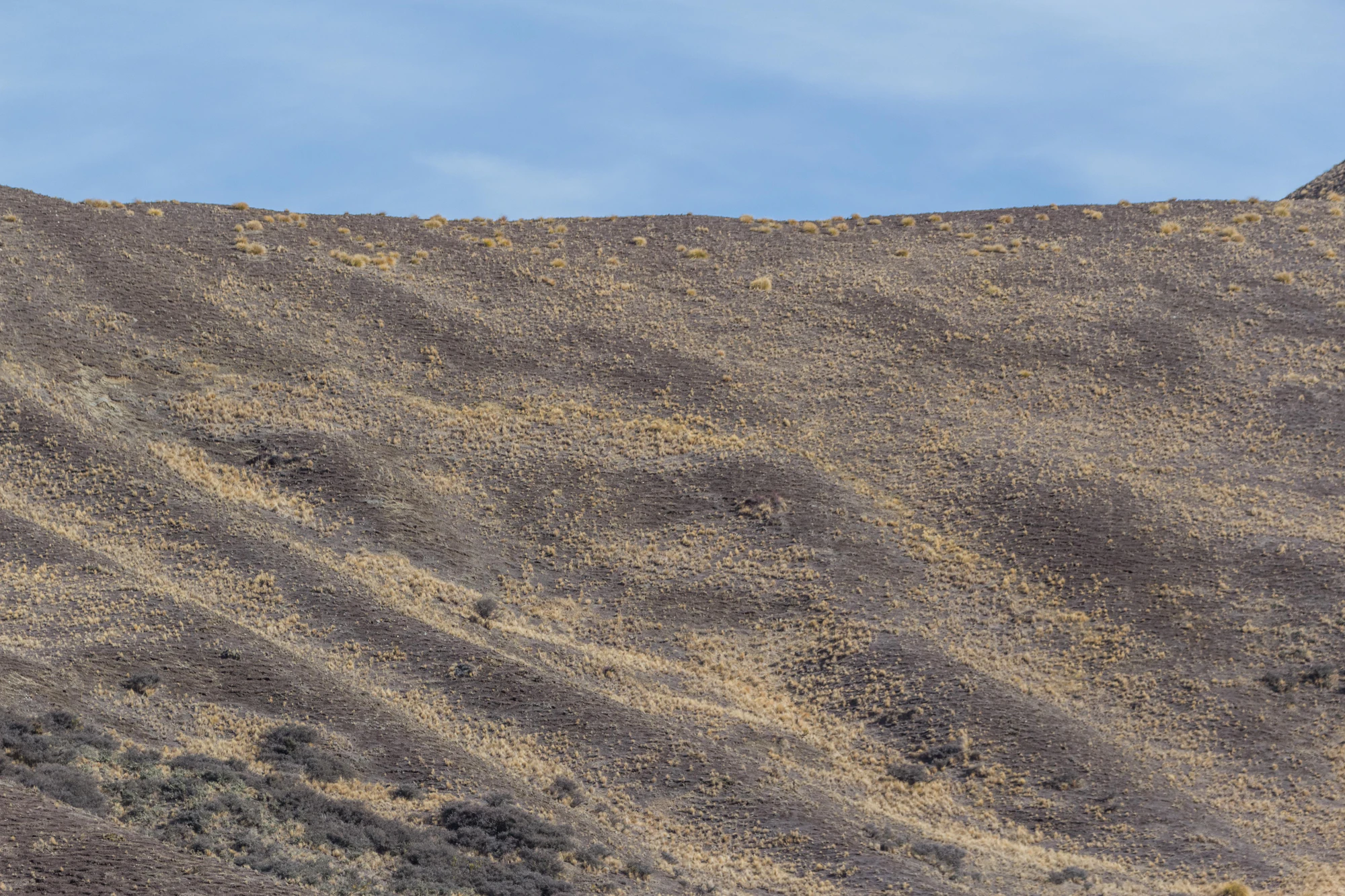 bald brown hills 154 — Descargar