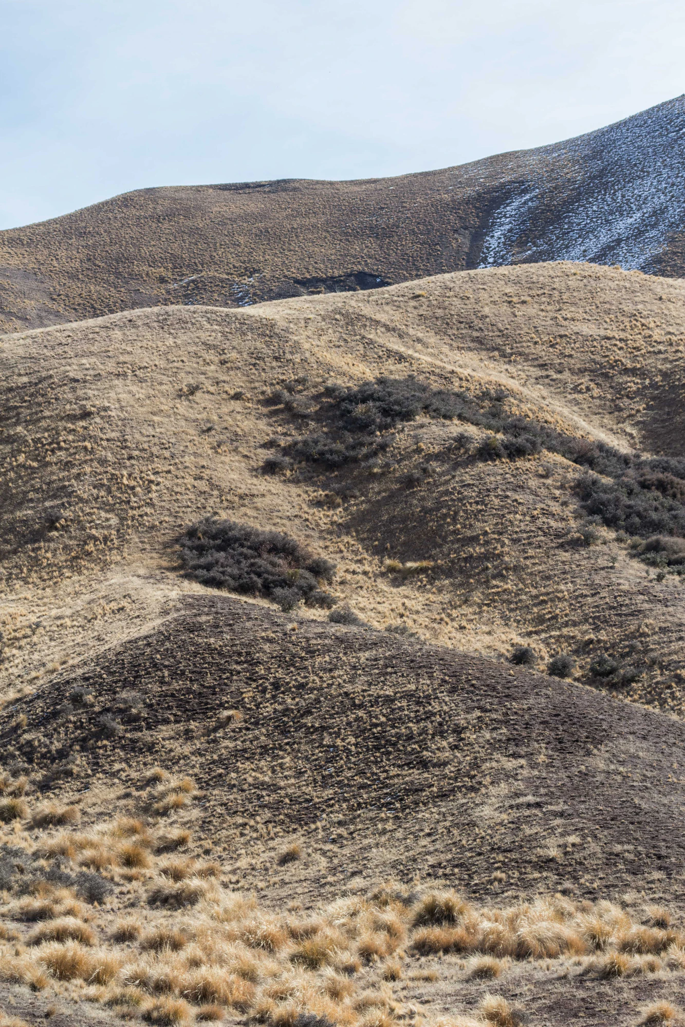 bald brown hills 158 — Descargar