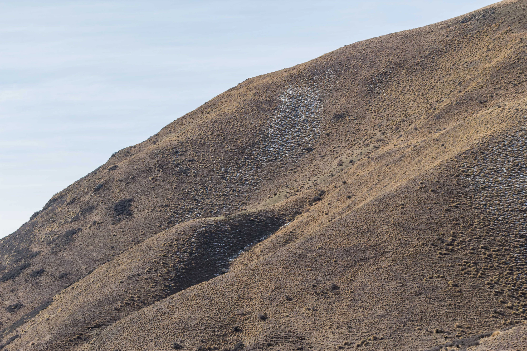 bald brown hills 165 — Descargar