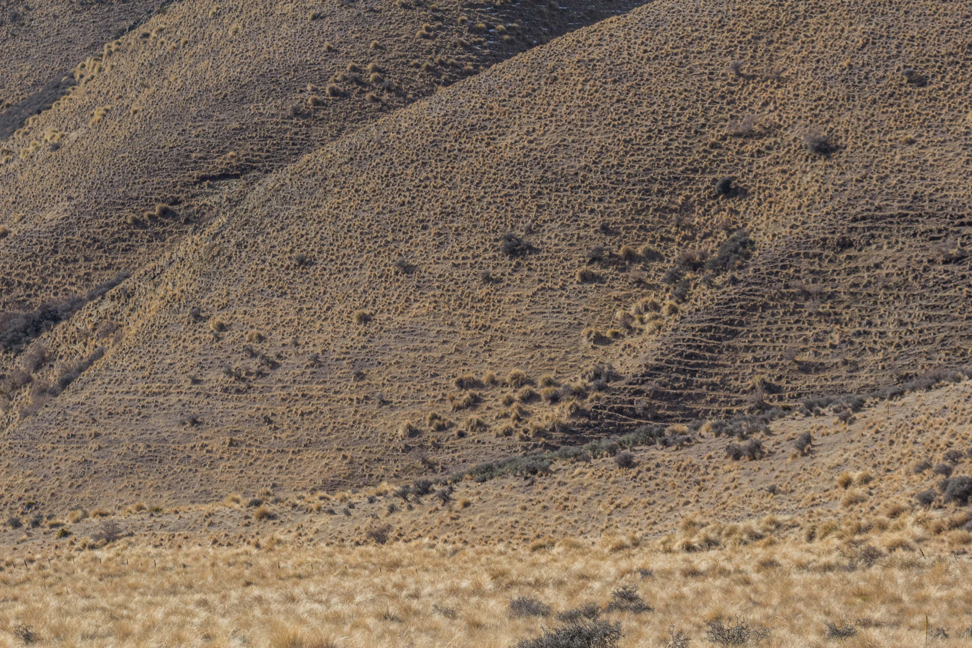 bald brown hills 167 — Скачать