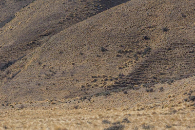bald brown hills 167 — Скачать
