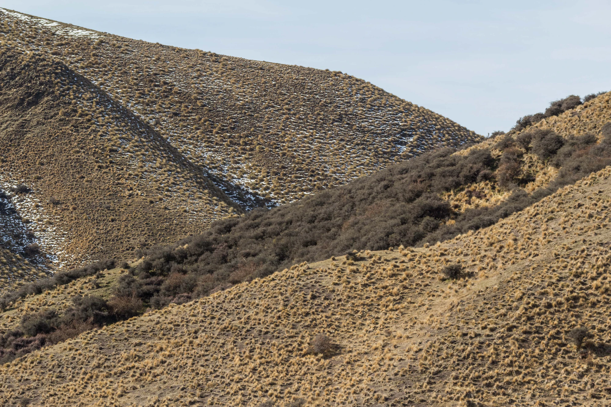 bald brown hills 169 — Скачать
