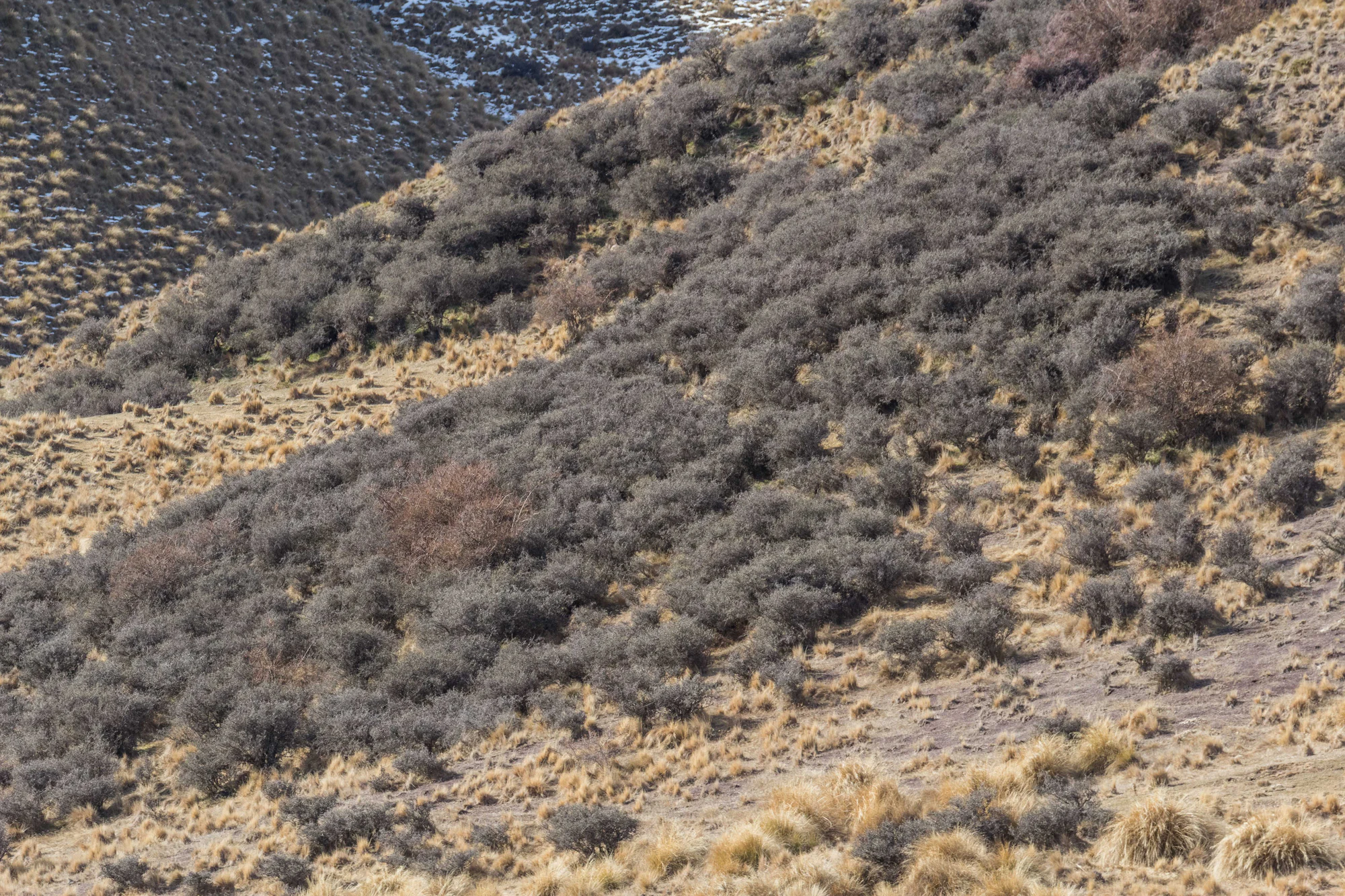 bald brown hills 170 — Descargar