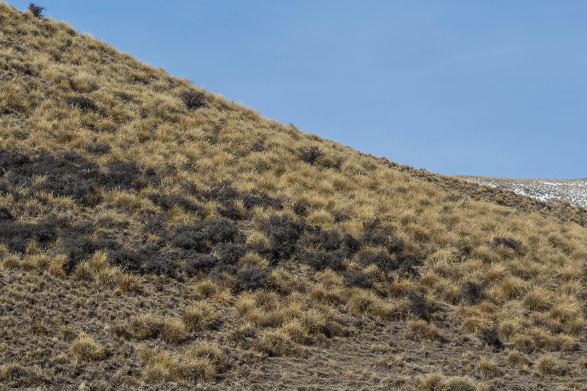 bald brown hills 179 — Скачать