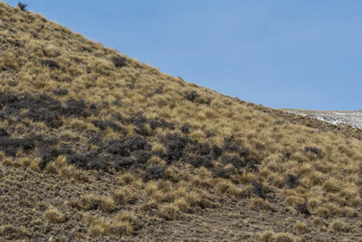 bald brown hills 179 — descargar