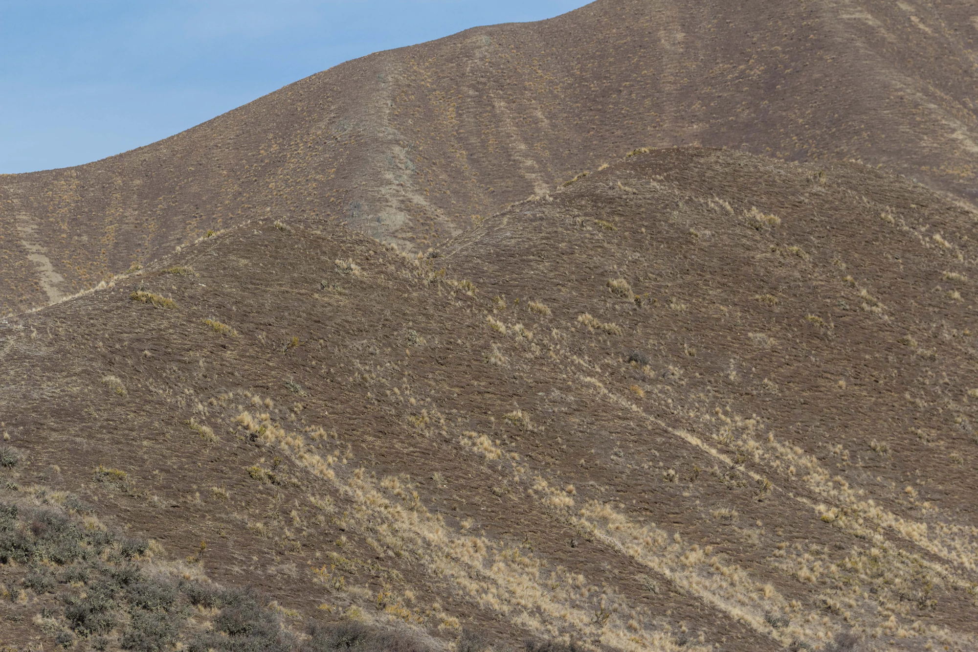 bald brown hills 182 — Скачать