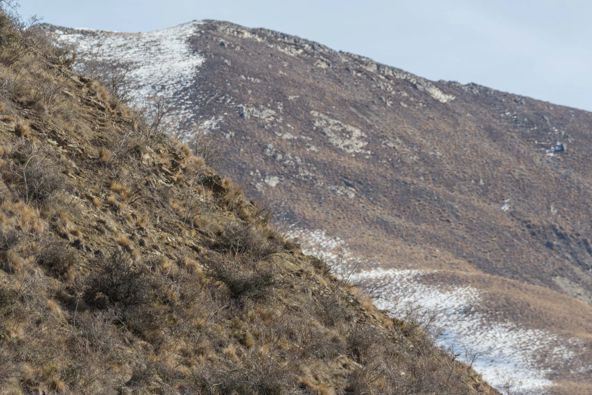 bald brown hills 186 — Descargar