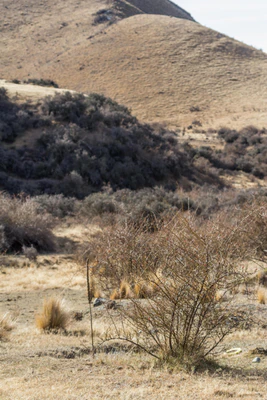 bald brown hills 187 — descargar