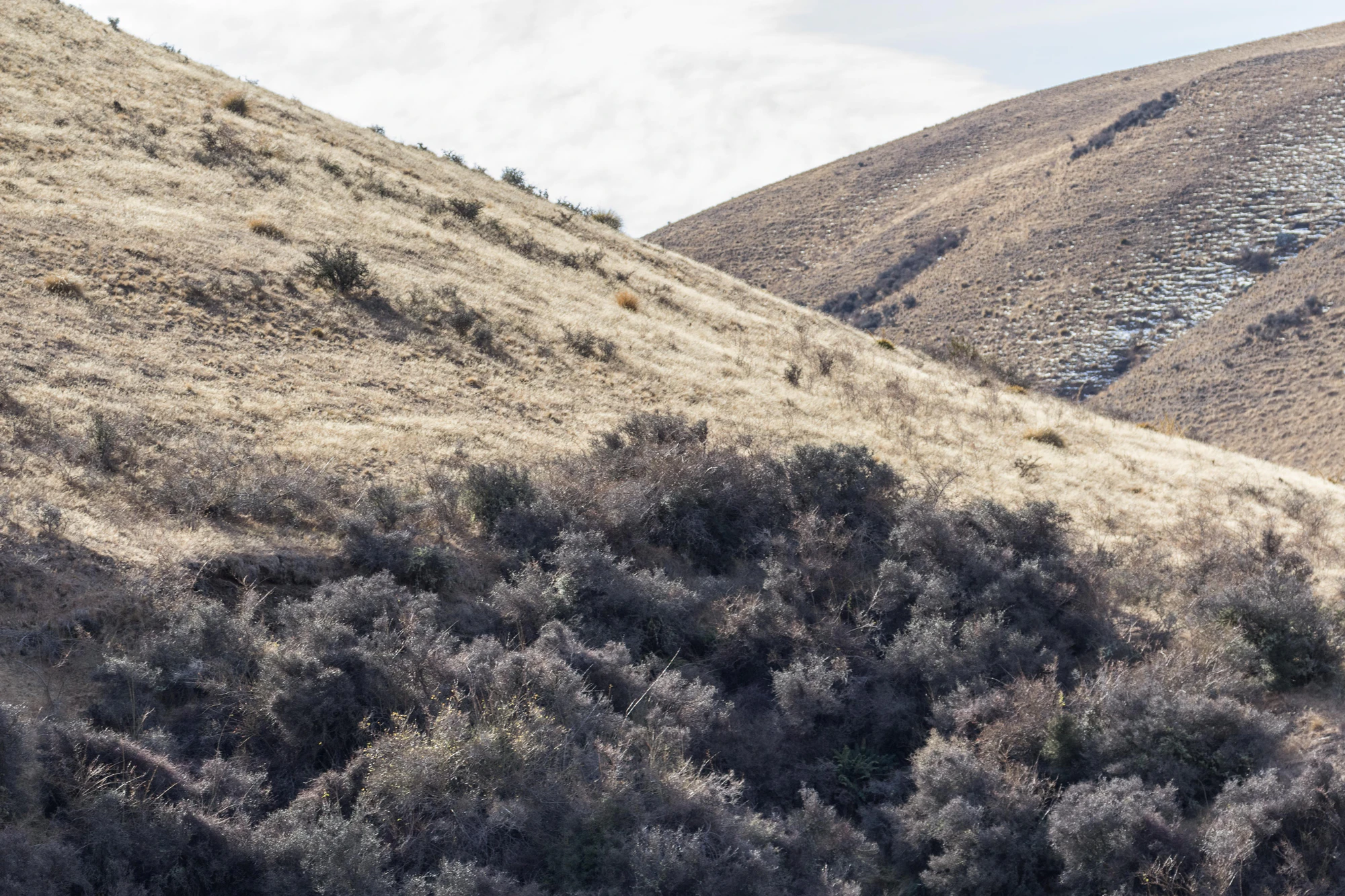 bald brown hills 189 — Скачать