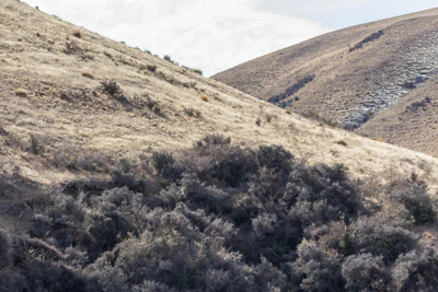 bald brown hills 189 — descargar