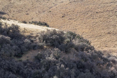 bald brown hills 190 — descargar