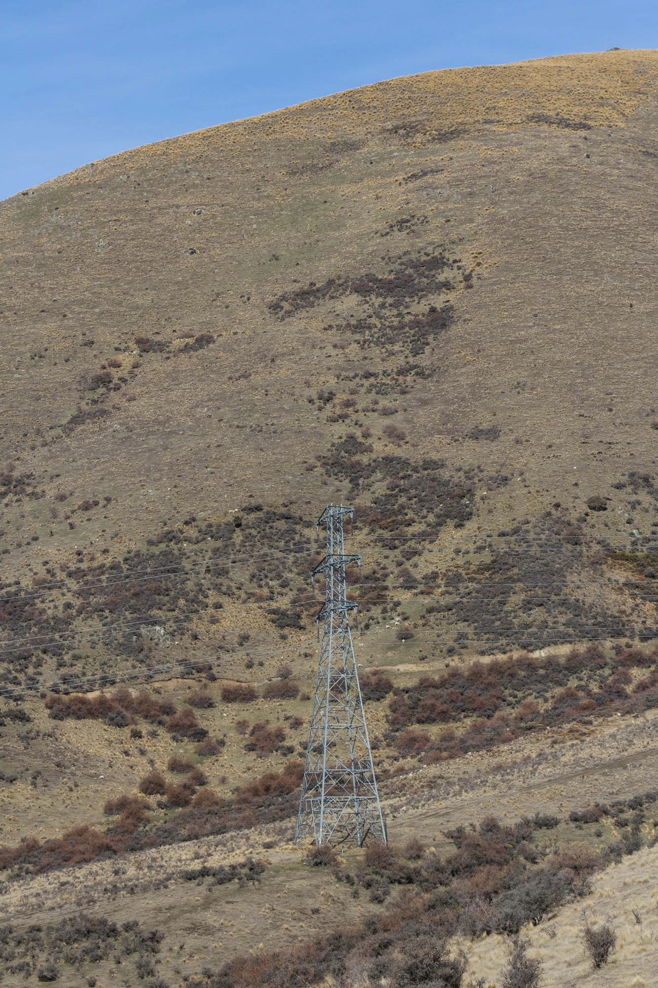 bald brown hills 194 — Скачать