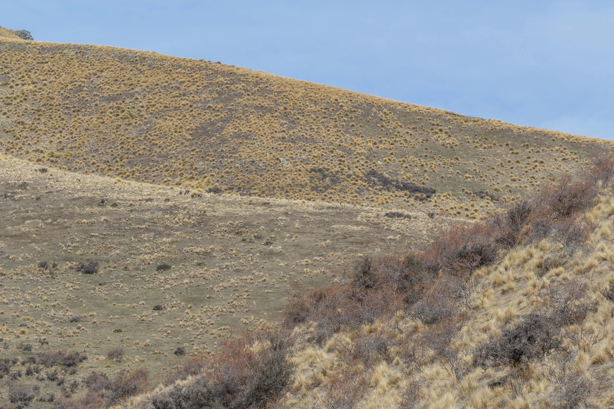 bald brown hills 195 — Скачать