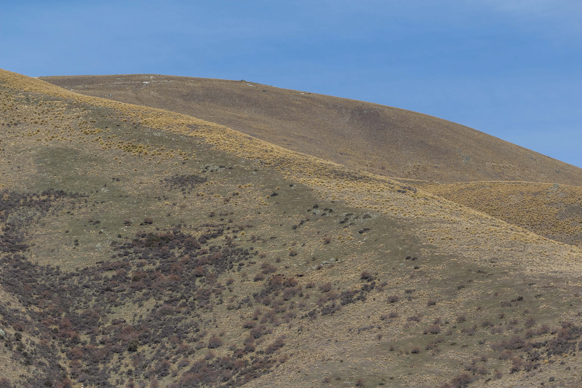 bald brown hills 196 — Descargar