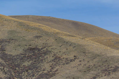 bald brown hills 196 — descargar