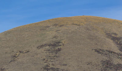 bald brown hills 197 — descargar