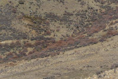 bald brown hills 198 — descargar