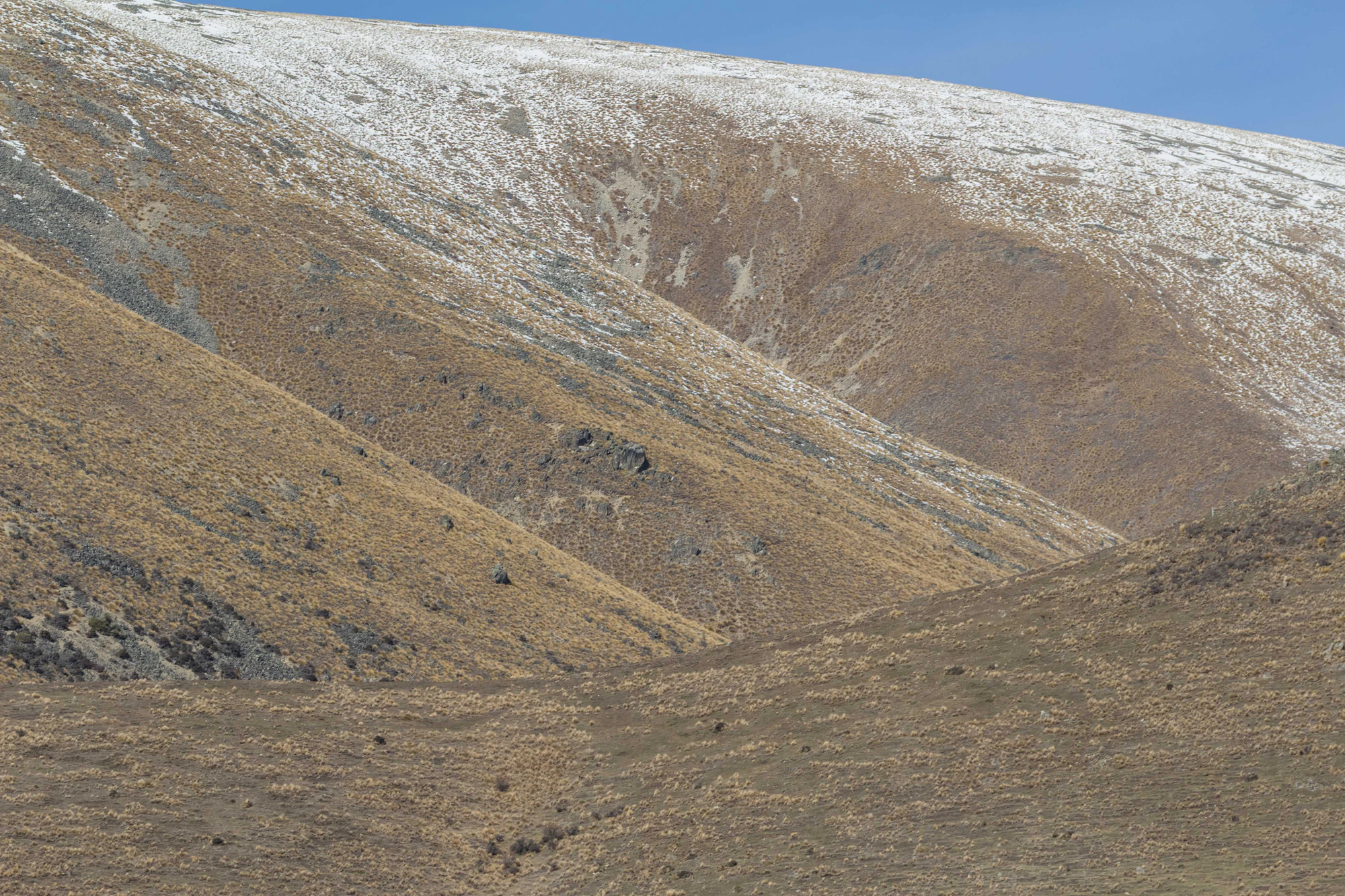 bald brown hills 200 — Скачать