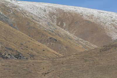 bald brown hills 200 — descargar