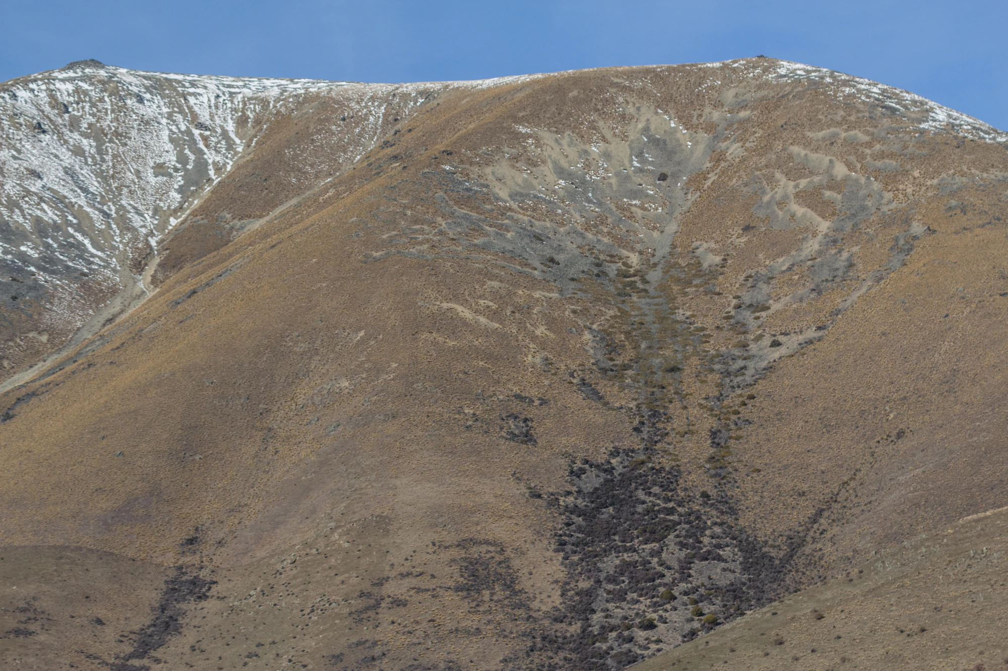 bald brown hills 201 — Скачать