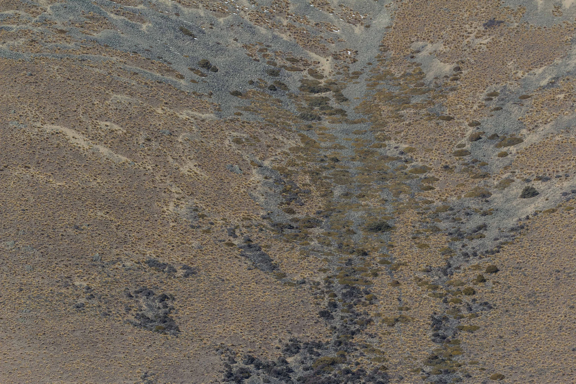 bald brown hills 203 — Скачать