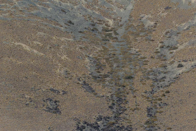 bald brown hills 203 — descargar