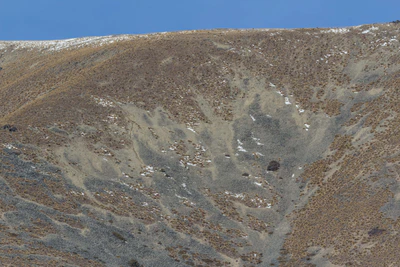 bald brown hills 204 — descargar