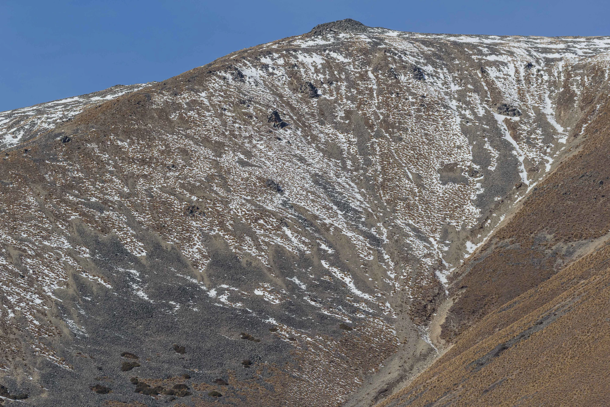 bald brown hills 205 — Descargar