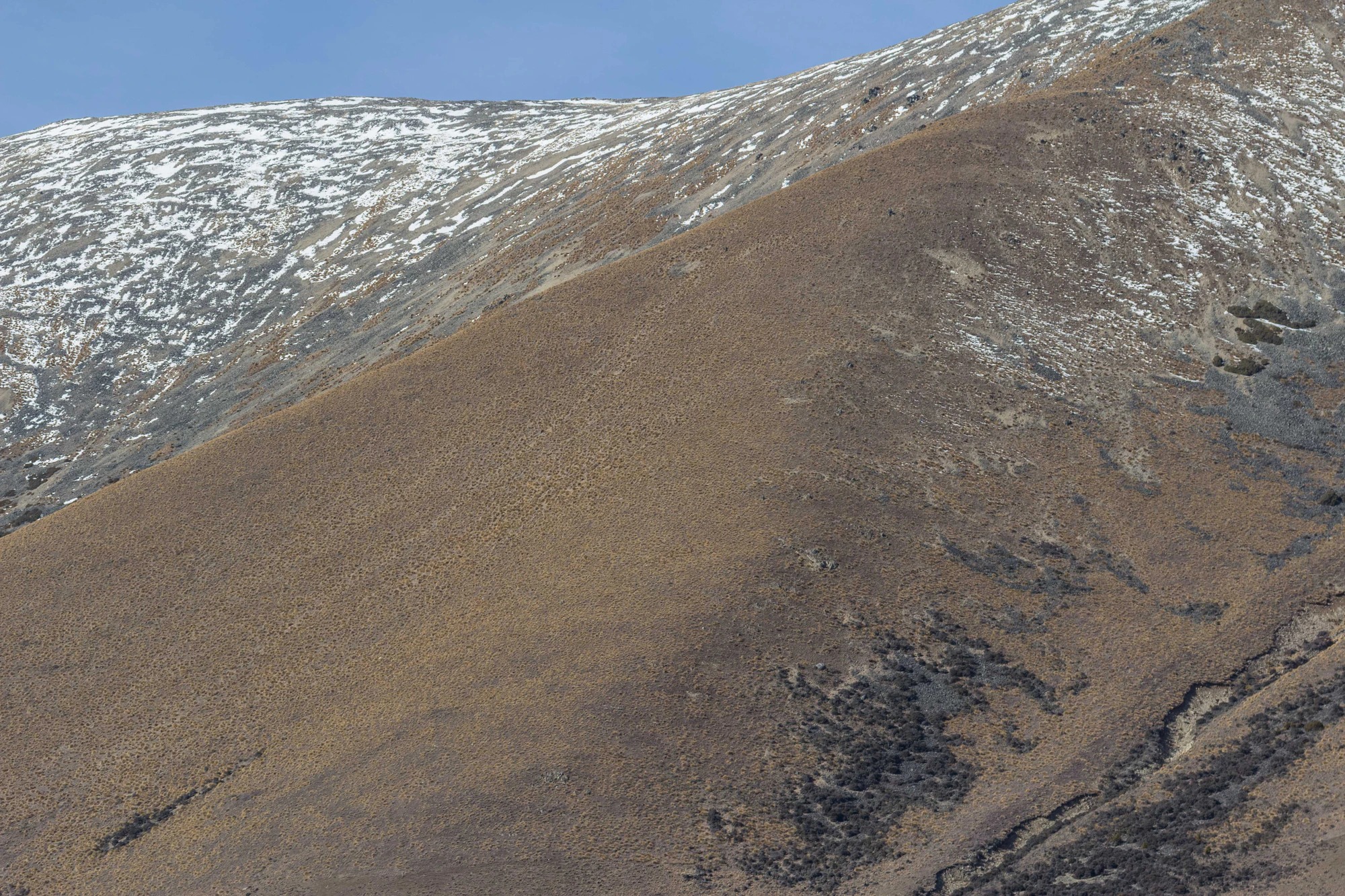 bald brown hills 206 — Descargar