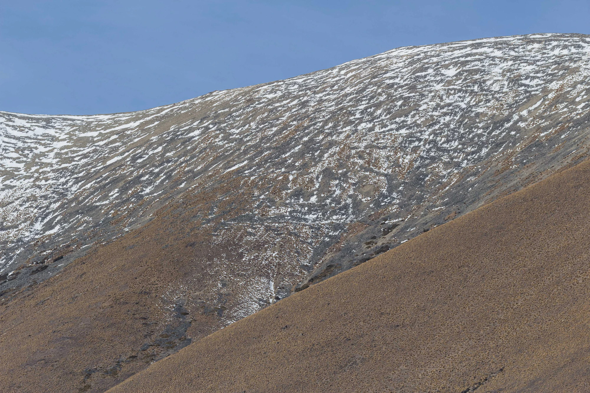 bald brown hills 207 — Скачать