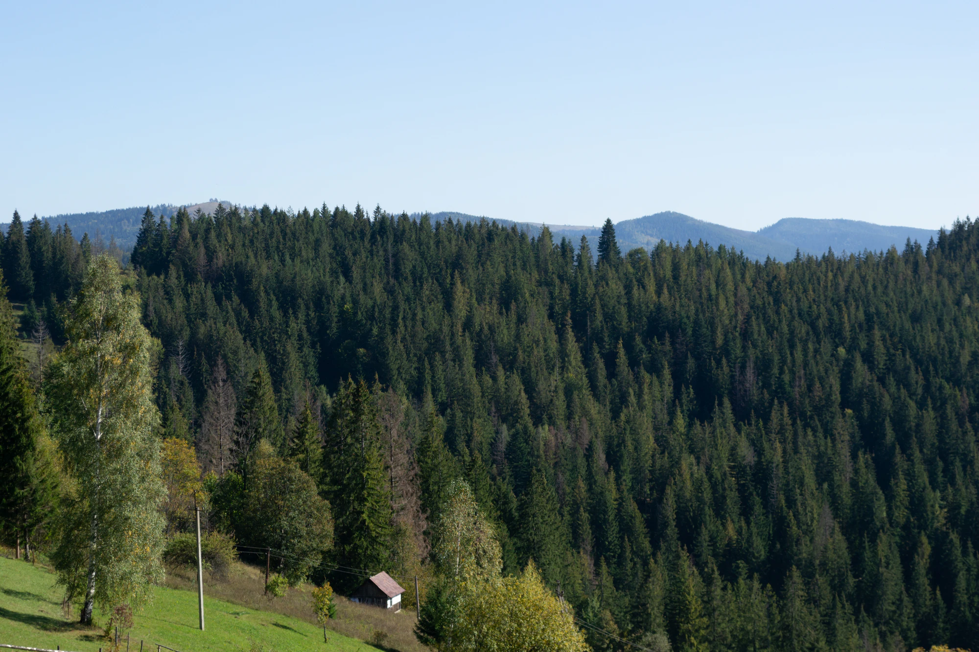 carpathian mountains in summer 028 — Скачать