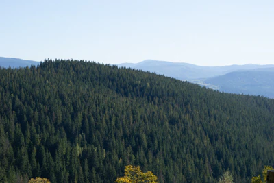 carpathian mountains in summer 029 — Скачать