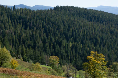 carpathian mountains in summer 030 — Descargar