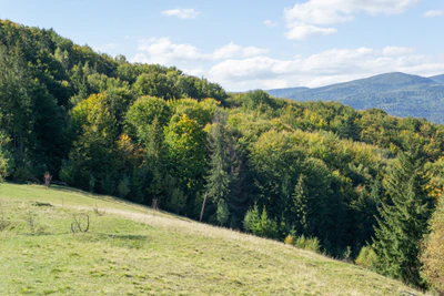 carpathian mountains in summer 035 — Скачать