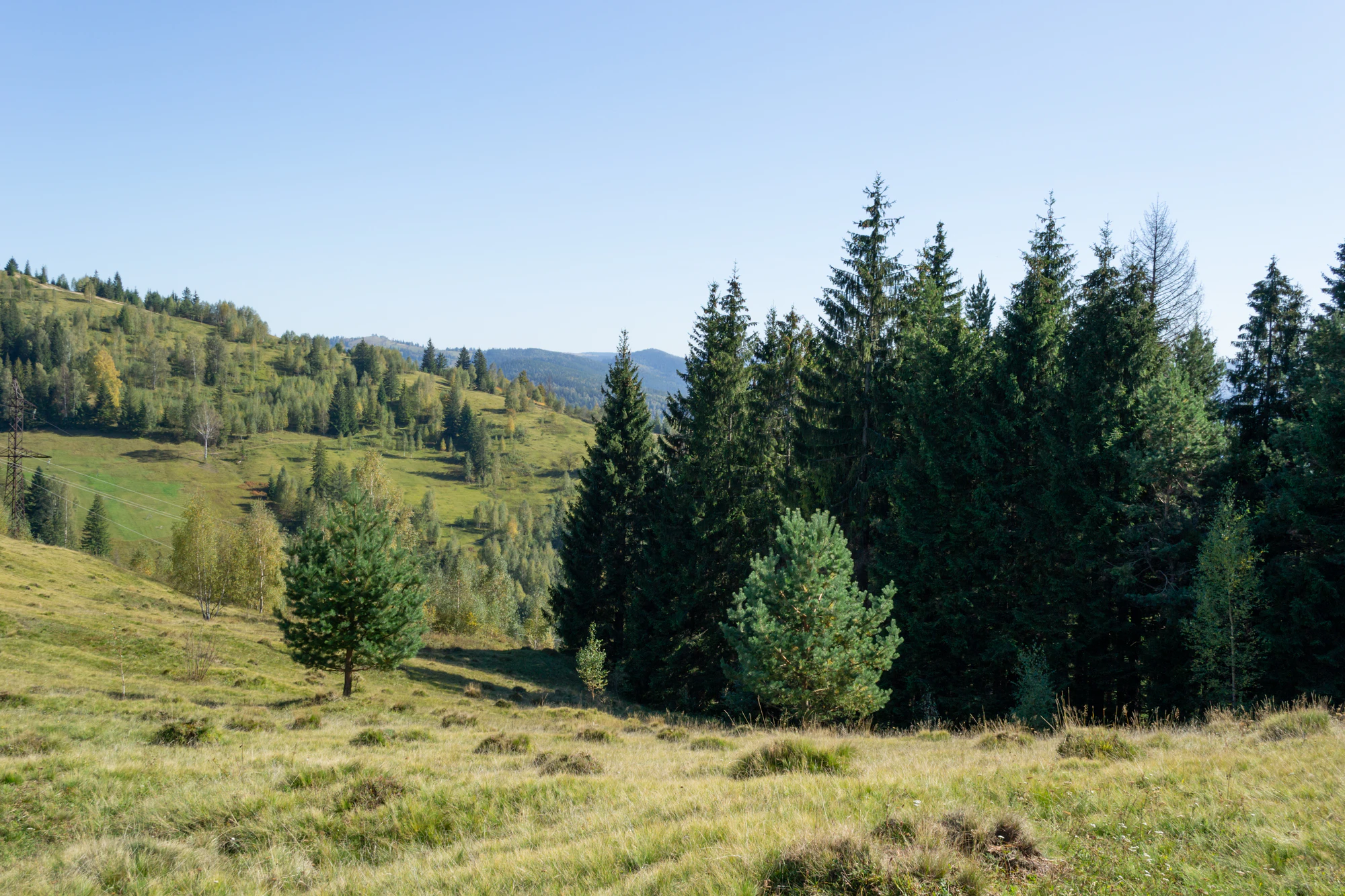 carpathian mountains in summer 041 — Скачать