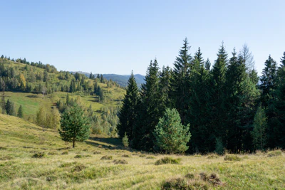 carpathian mountains in summer 041 — Скачать