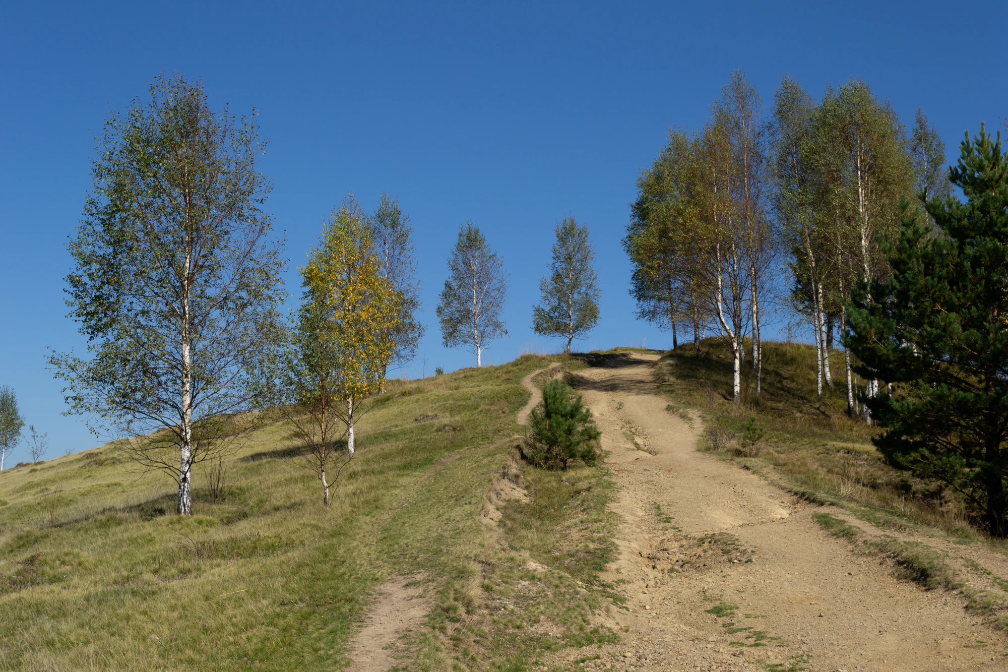 carpathian mountains in summer 048 — Descargar