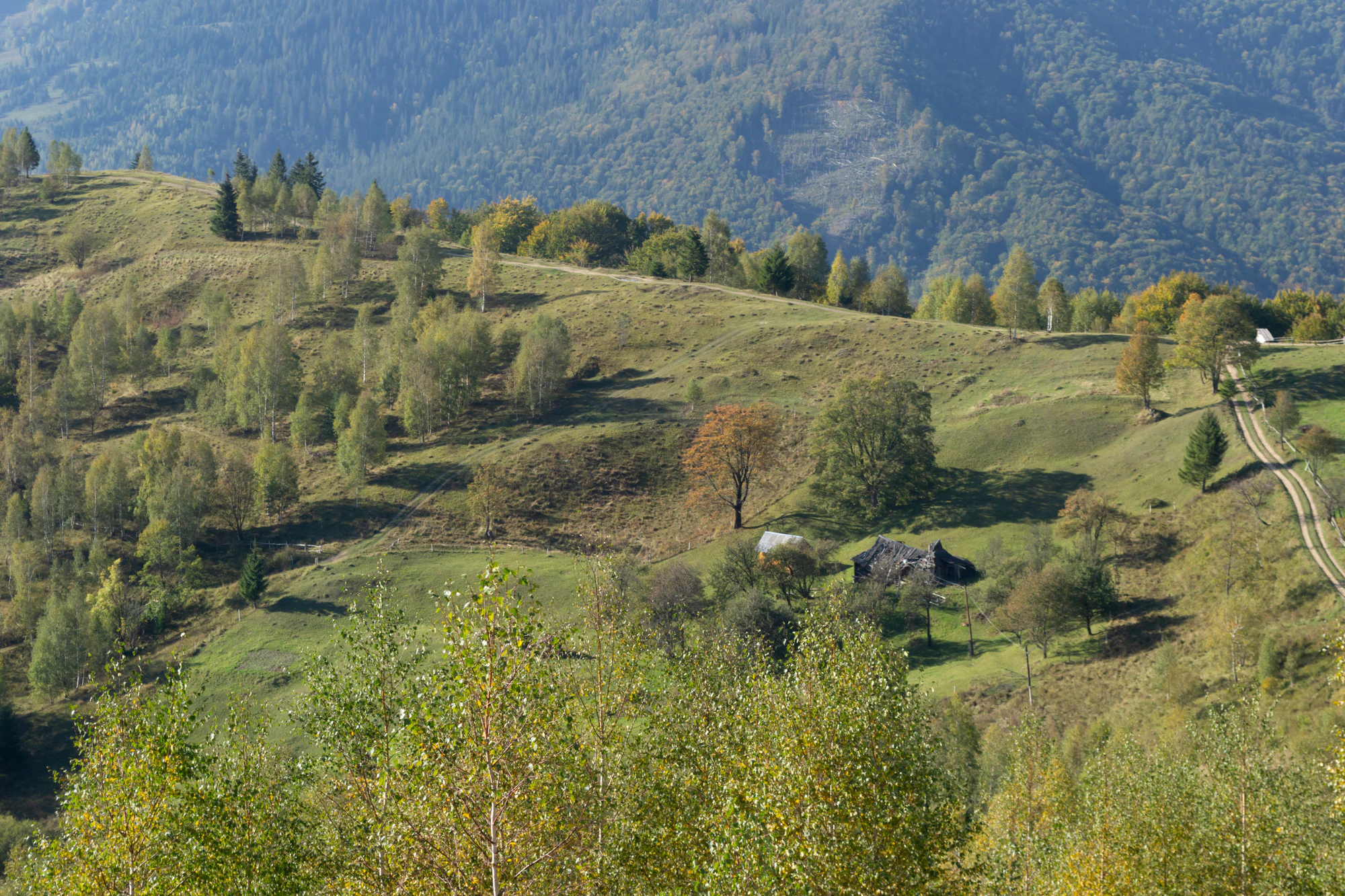 carpathian mountains in summer 091 — Descargar
