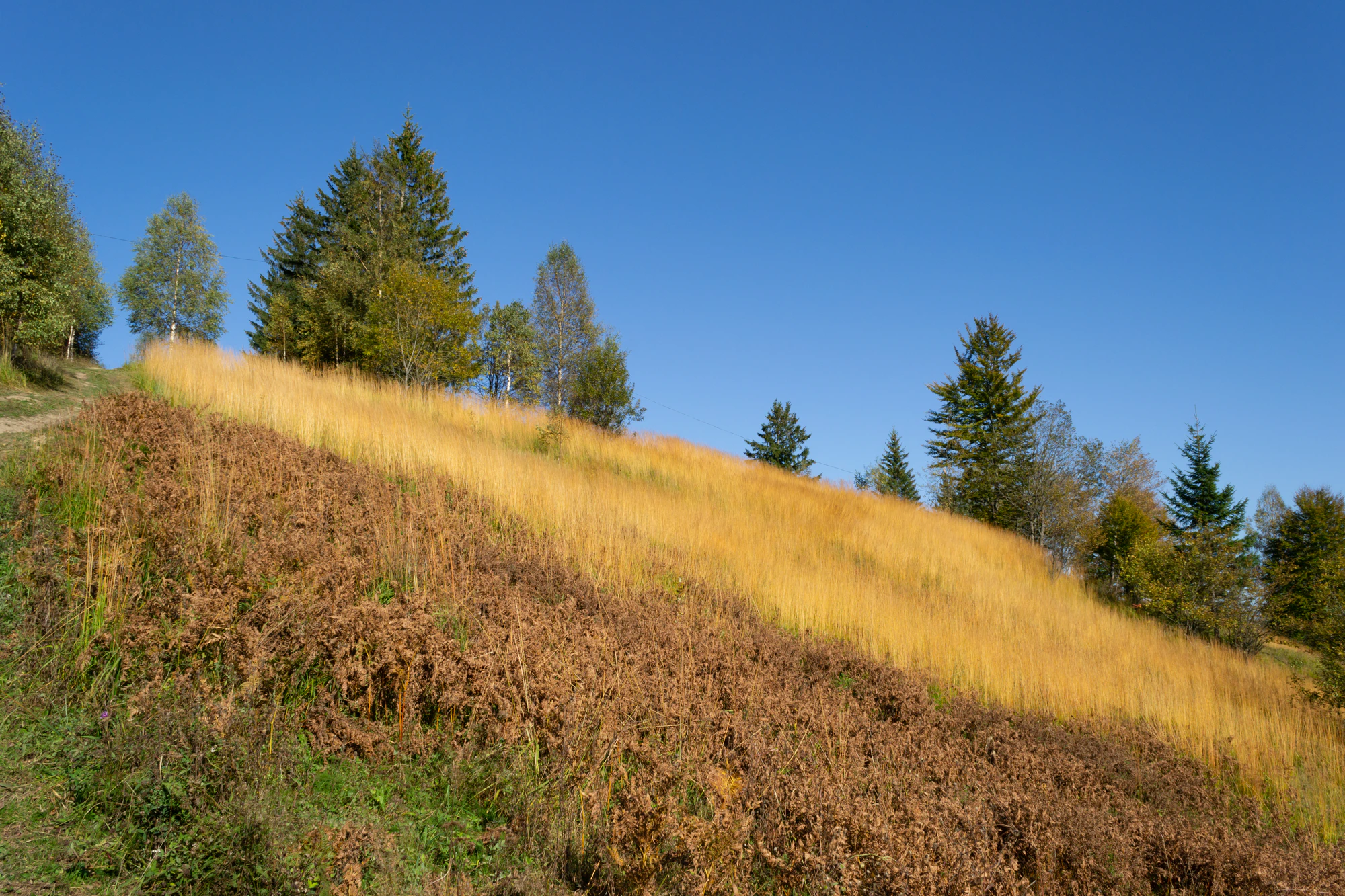 carpathian mountains in summer 097 — Скачать