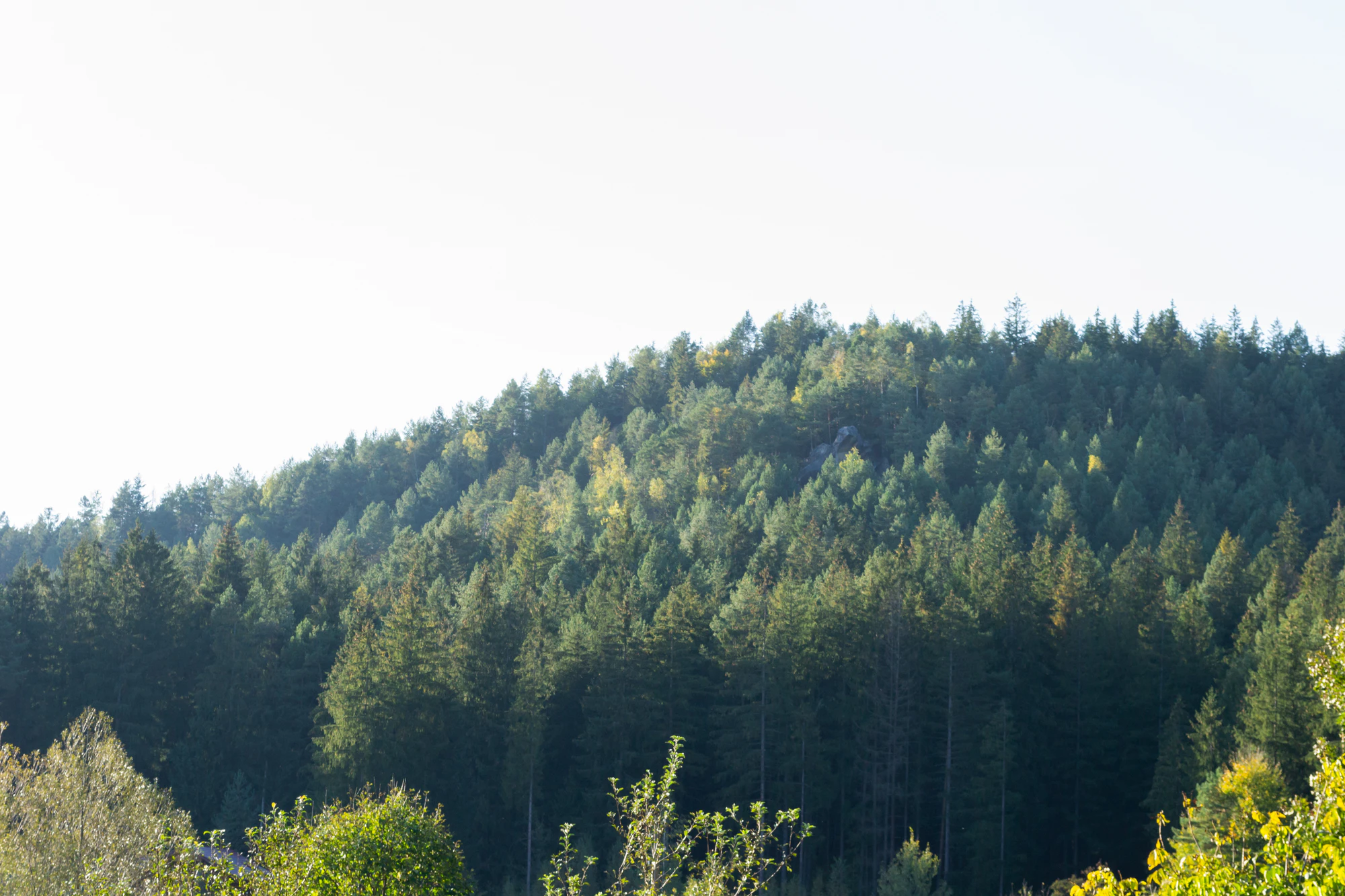 carpathian mountains in summer 115 — Descargar