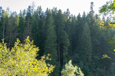carpathian mountains in summer 125 — Скачать