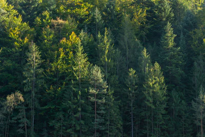 carpathian mountains in summer 134 — Descargar