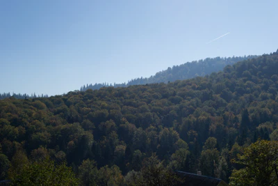 carpathian mountains in summer 141 — Скачать