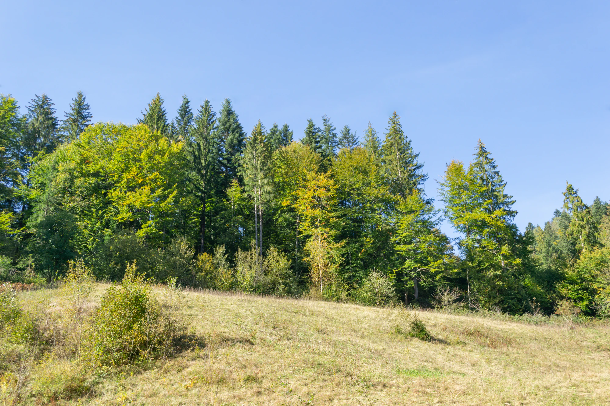 carpathian mountains in summer 158 — Скачать