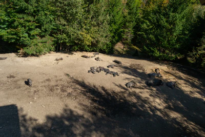 carpathian mountains in summer 171 — download