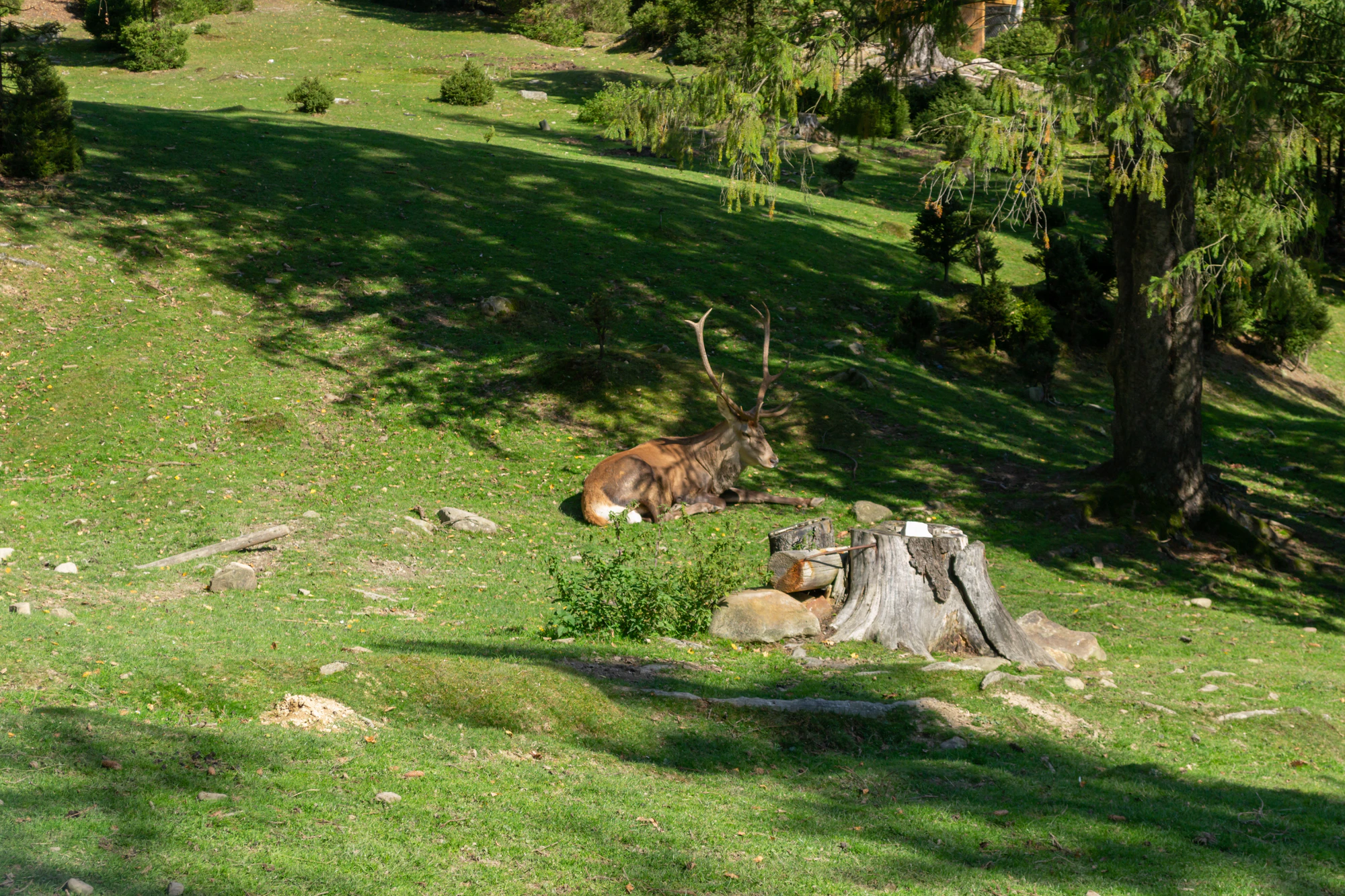 carpathian mountains in summer 172 — Скачать